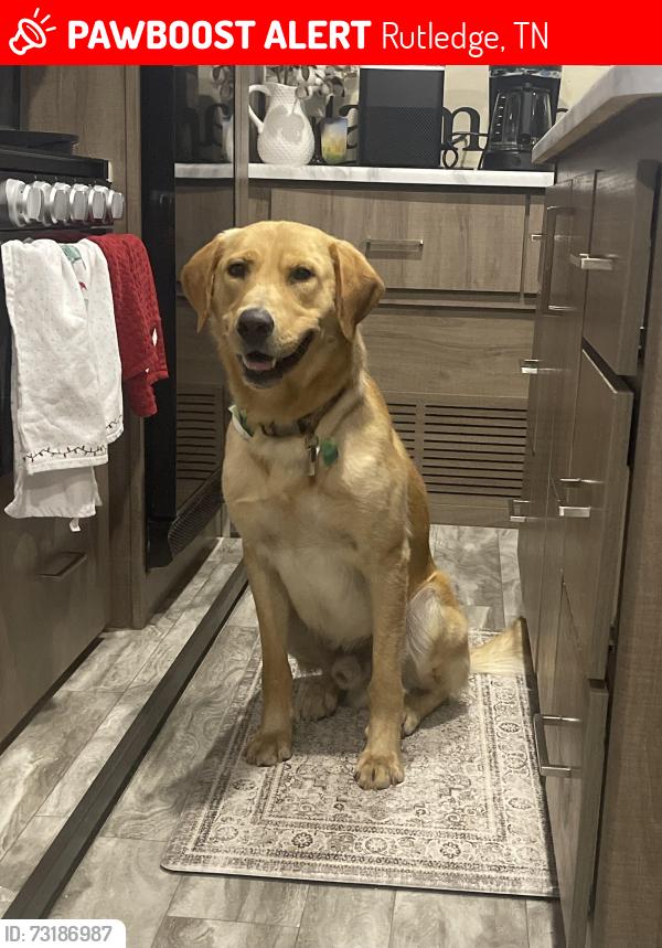 Lost Male Dog last seen Oak Rd Rutledge TN, Rutledge, TN 37861