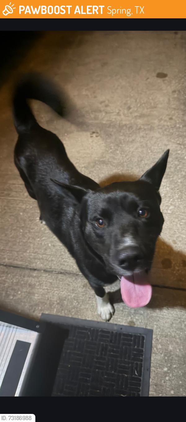 Found/Stray Male Dog last seen Geneva and s Plum Creek Dr, Spring, TX 77386