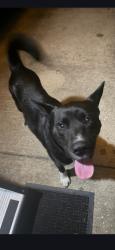 Found/Stray Male Dog last seen Geneva and s Plum Creek Dr, Spring, TX 77386