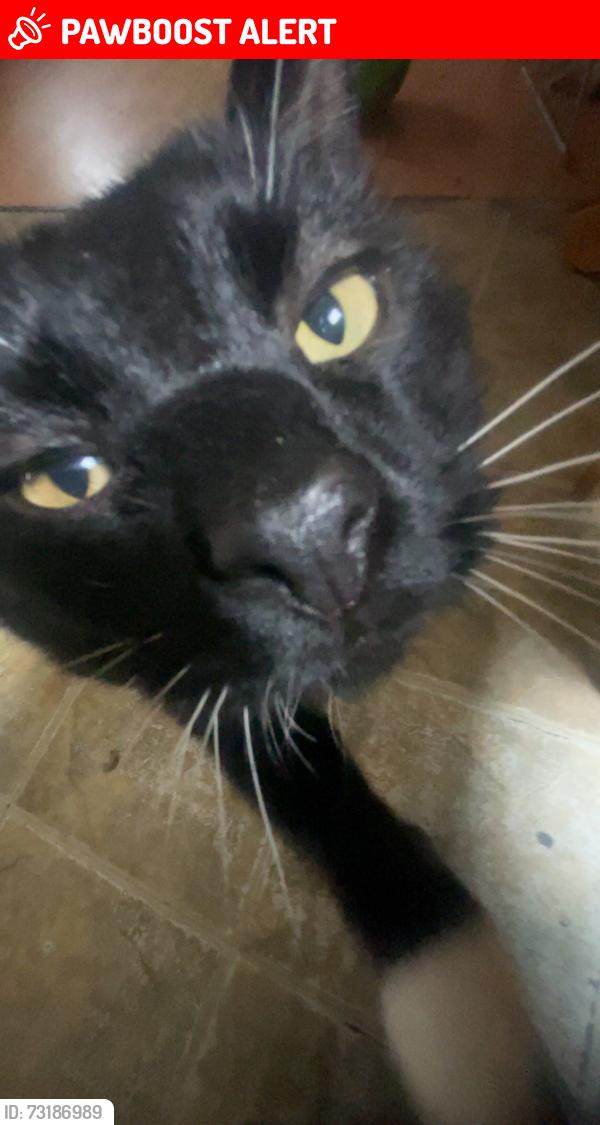 Lost Male Cat last seen Near route 790 chance harbor road, Musquash Parish, NB E5J 2C2