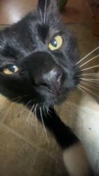 Lost Male Cat last seen Near route 790 chance harbor road, Musquash Parish, NB E5J 2C2