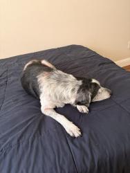 Found/Stray Male Dog last seen Austin College, Sherman, TX 75090