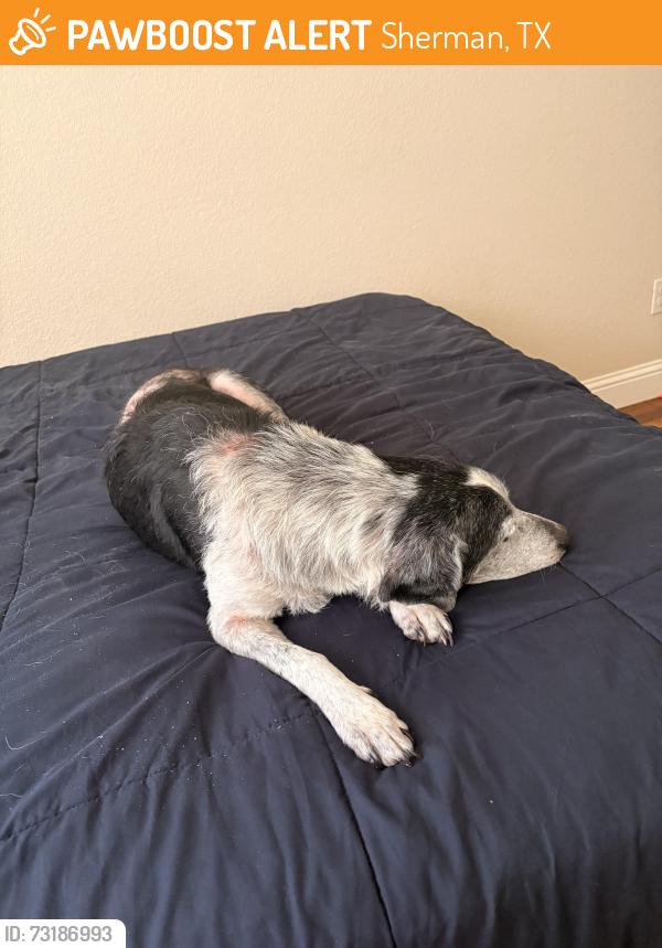 Found/Stray Male Dog last seen Austin College, Sherman, TX 75090