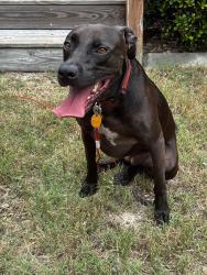 Reunited Female Dog last seen Highlands, Columbia, SC 29229