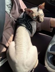 Reunited Female Cat last seen Elevate apmt Complex off Havana St/Dry Creek Rd, Englewood, CO 80112