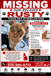 Lost Male Cat last seen springtown rd & river rd New Paltz/Tillson, Tillson, NY 12561