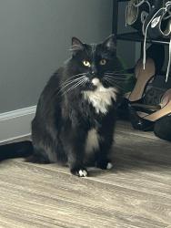 Reunited Male Cat last seen Sunset Terrace apts on Walnut and Alto, North Las Vegas, NV 89030