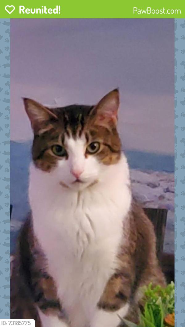 Reunited Male Cat last seen Downtown Cloverdale, Surrey, BC V3S 4J6