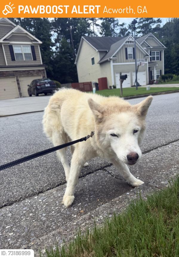 Found/Stray Female Dog last seen Elderberry Drive & New Mcever RD, Acworth, GA 30101