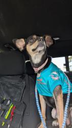 Found/Stray Female Dog last seen Wickham Park, Melbourne, FL 32935