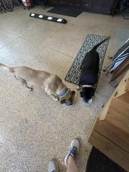 Found/Stray Unknown Dog last seen Aster Place, Hampstead, NC 28443