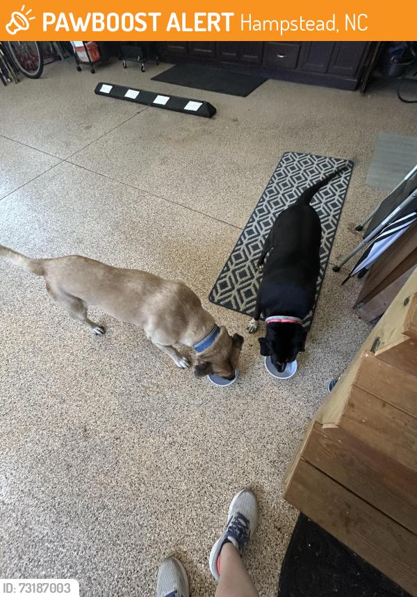 Found/Stray Unknown Dog last seen Aster Place, Hampstead, NC 28443