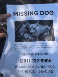 Reunited Male Dog last seen Palisade Ave, Fairview, NJ 07022