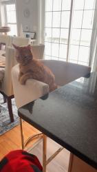 Reunited Male Cat last seen Merrimack st, Methuen, MA 01844