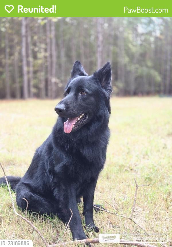 Reunited Male Dog last seen Fowler Rd, Zebulon, NC 27597