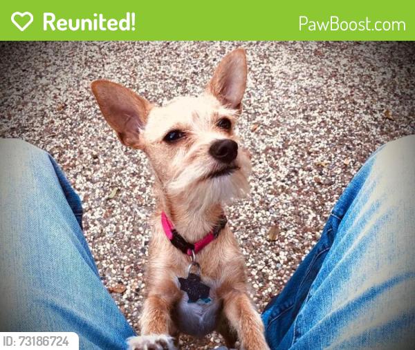Reunited Female Dog last seen Lakeview Circle, McKinney, TX 75072
