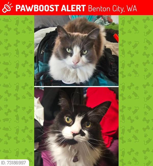 Lost Female Cat last seen Near N Shuler Rd, Benton City, WA, 99320, Benton City, WA 99320