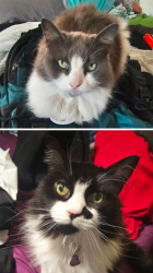 Lost Female Cat last seen Near N Shuler Rd, Benton City, WA, 99320, Benton City, WA 99320