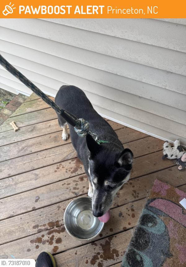 Found/Stray Female Dog last seen Madison Ave, Princeton, NC 27569