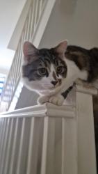 Reunited Male Cat last seen Near Montreal Avenue residential area, Bristol City, England BS7 0NJ