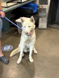 Shelter Stray Male Dog last seen , 14409 Vanowen St, Van Nuys, CA 91405, USA