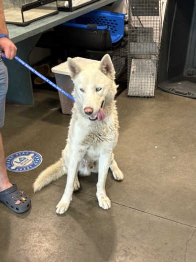 Shelter Stray Male Dog last seen , 14409 Vanowen St, Van Nuys, CA 91405, USA