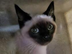 Shelter Stray Female Cat last seen , 11361 W Pico Blvd, Los Angeles, CA 90064, USA