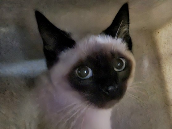 Shelter Stray Female Cat last seen , 11361 W Pico Blvd, Los Angeles, CA 90064, USA