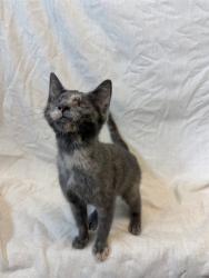 Shelter Stray Female Cat last seen Near BLOCK GARDEN GREEN WAY, 3528 Newburg Rd, Louisville, KY 40218, USA
