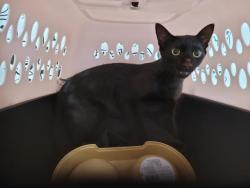 Shelter Stray Female Cat last seen , 957 N Gaffey St, San Pedro, CA 90731, USA