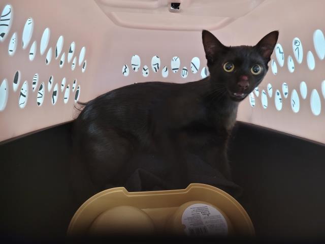 Shelter Stray Female Cat last seen , 957 N Gaffey St, San Pedro, CA 90731, USA