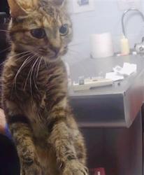 Shelter Stray Female Cat last seen CHARLOTTE, 8315 Byrum Dr, Charlotte, NC 28217, USA