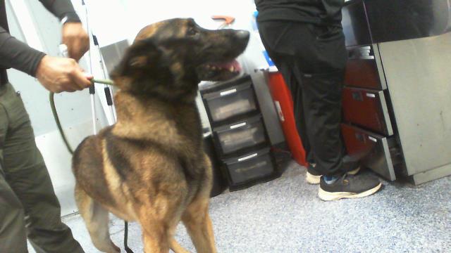 Shelter Stray Male Dog last seen CHARLOTTE, 8315 Byrum Dr, Charlotte, NC 28217, USA