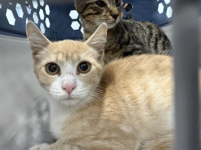 Shelter Stray Male Cat last seen CHARLOTTE, 8315 Byrum Dr, Charlotte, NC 28217, USA