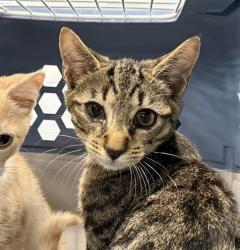 Shelter Stray Male Cat last seen CHARLOTTE, 8315 Byrum Dr, Charlotte, NC 28217, USA