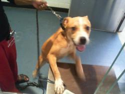 Shelter Stray Male Dog last seen CHARLOTTE, 8315 Byrum Dr, Charlotte, NC 28217, USA