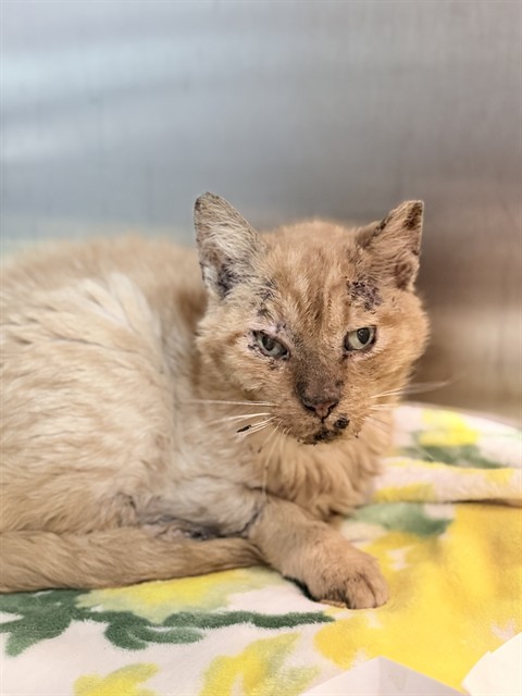 Shelter Stray Male Cat last seen SHIRLEY & S. JOHNS ST MOUNT DORA, 12280 County Rd 448, Tavares, FL 32778, USA