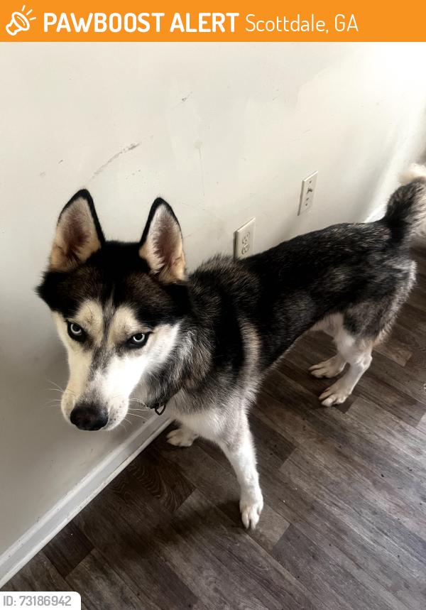 Found/Stray Male Dog last seen Mills Creek apmts. North Decatur., Scottdale, GA 30079
