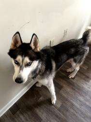 Found/Stray Male Dog last seen Mills Creek apmts. North Decatur., Scottdale, GA 30079