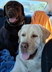 Reunited Male Dog last seen Hills Neck Rd/Aurora Rd, Ernul, NC 28527
