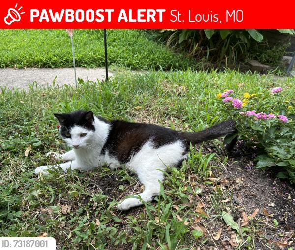 Lost Male Cat last seen Fassen street and Alabama, St. Louis, MO 63111