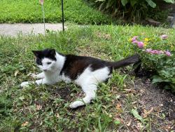 Lost Male Cat last seen Fassen street and Alabama, St. Louis, MO 63111
