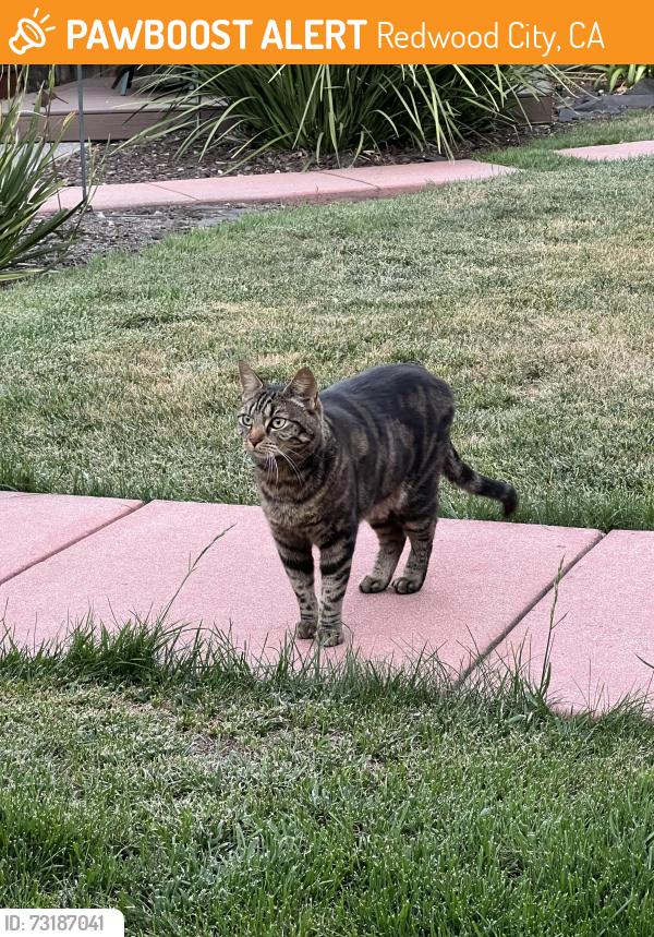 Found/Stray Female Cat last seen Bay Rd. By Spinas Park, Redwood City, CA 94063