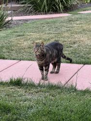 Found/Stray Female Cat last seen Bay Rd. By Spinas Park, Redwood City, CA 94063