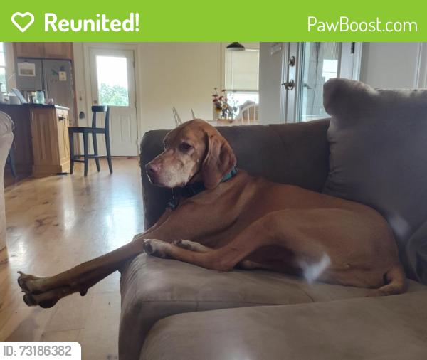 Reunited Female Dog last seen Near Lonesome Rd, Nokesville, VA 20181, Nokesville, VA 20181