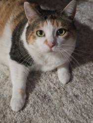 Reunited Female Cat last seen Mandarin Drive, Rochester, NY 14626
