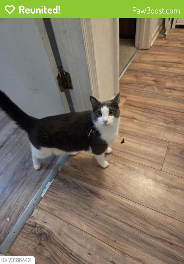 Reunited Male Cat last seen 2nd street Waynesboro va, Waynesboro, VA 22980