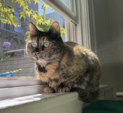 Reunited Female Cat last seen 17th Street between Guerrero and Dolores (across from 500 Club), San Francisco, CA 94110