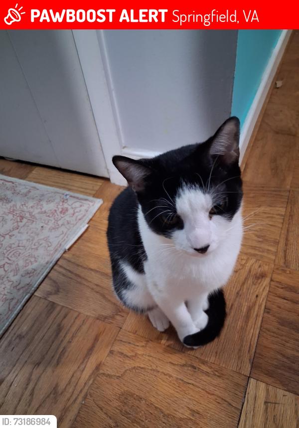 Lost Male Cat last seen Hanover Springfield, Springfield, VA 22150