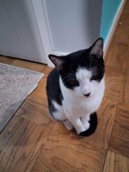Lost Male Cat last seen Hanover Springfield, Springfield, VA 22150